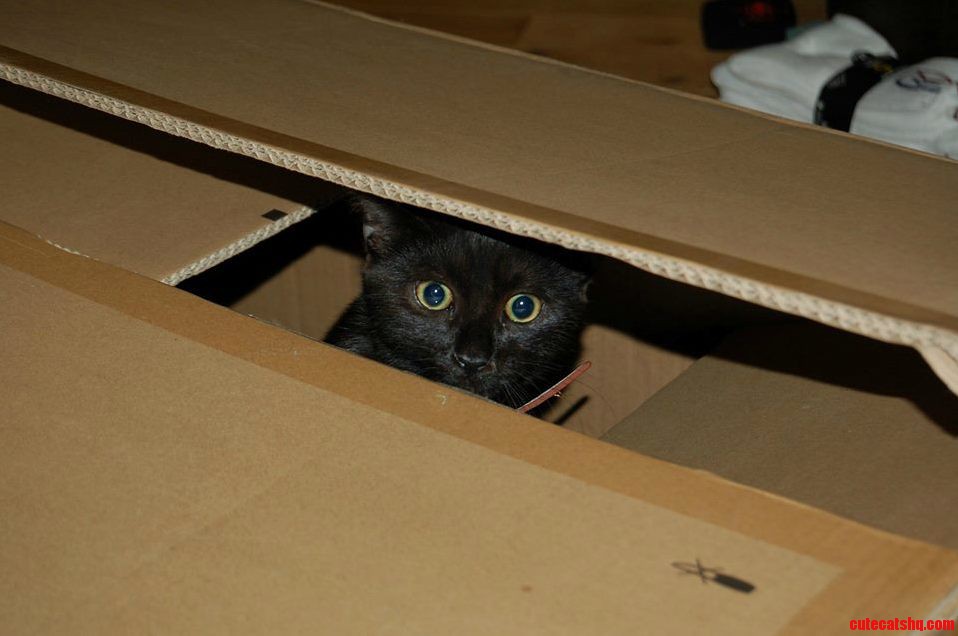 This Is Fable He Likes Boxes X-post from Raww
