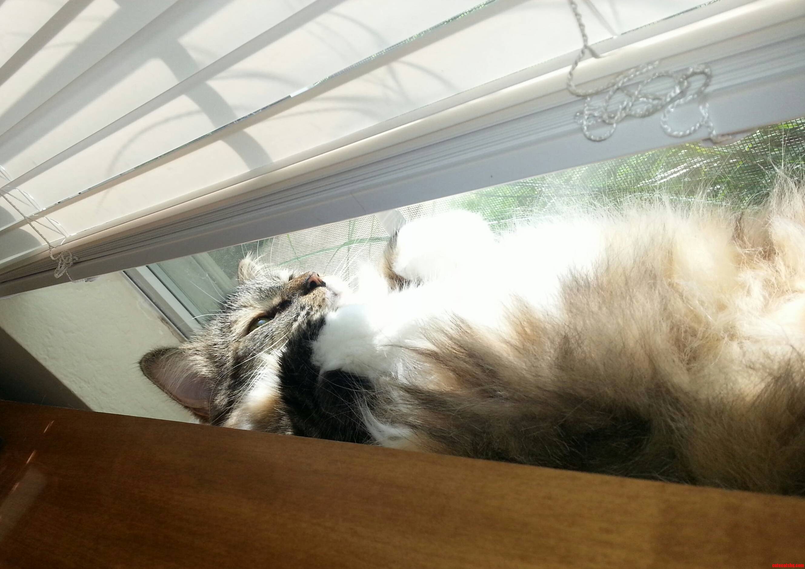 This Is How My Cat Boo Boo Looks Out the Window