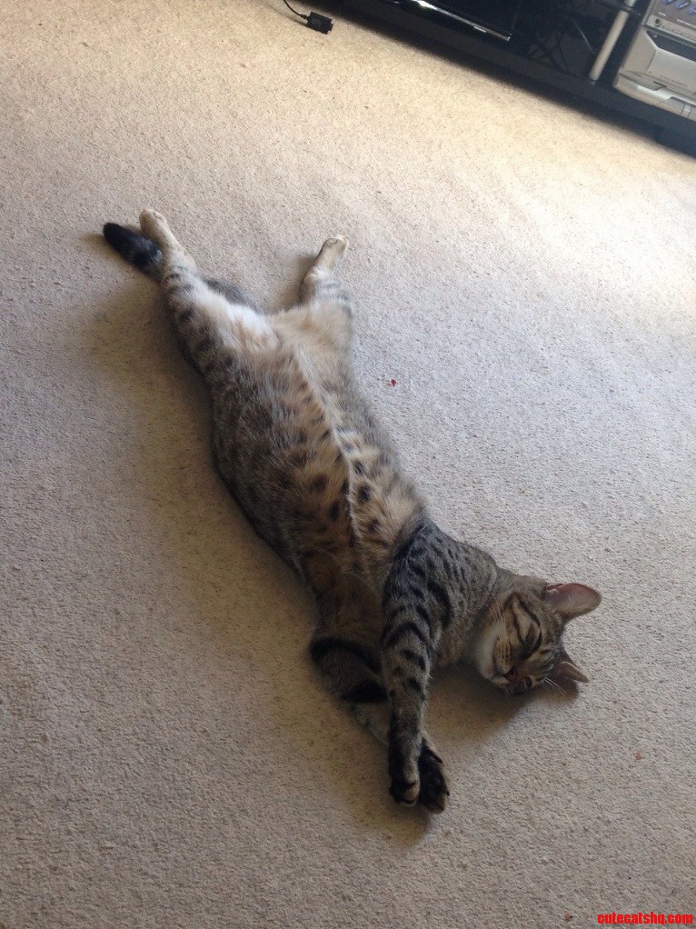 This Is How My Cat Sleeps ...Weirdo