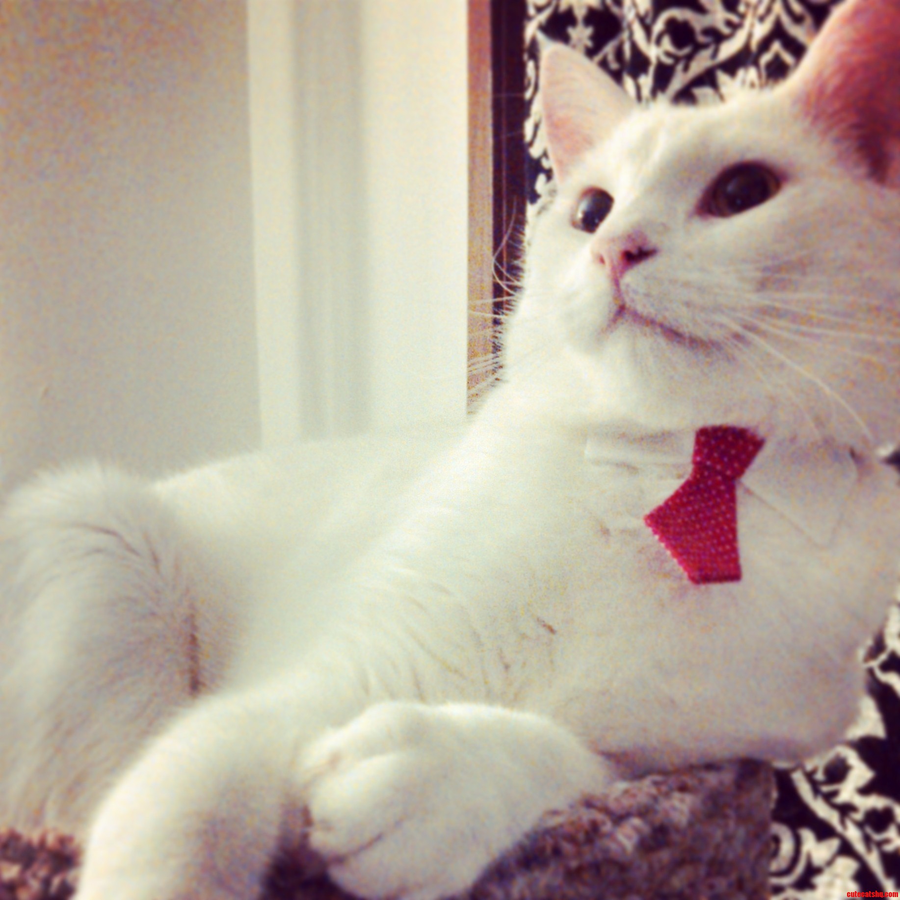 This Is Jasper.