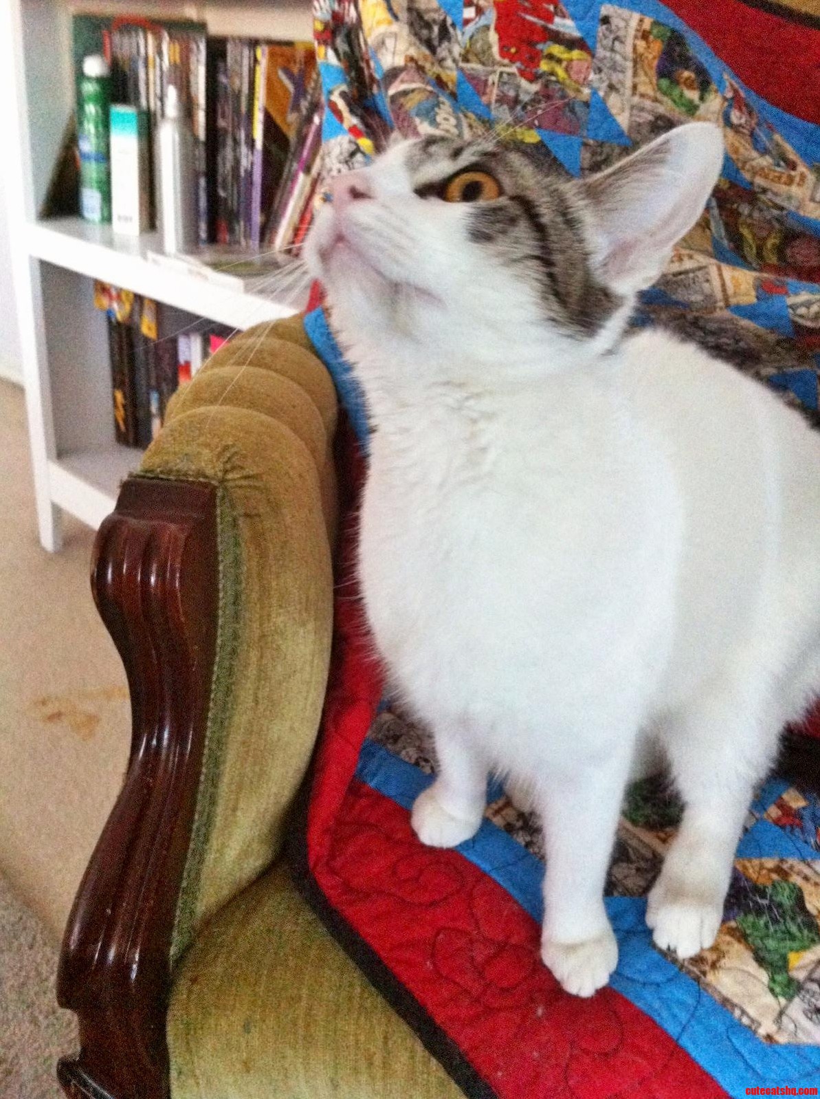 This Is Kaycee. Shes Auditioning New Derp Faces for Us.