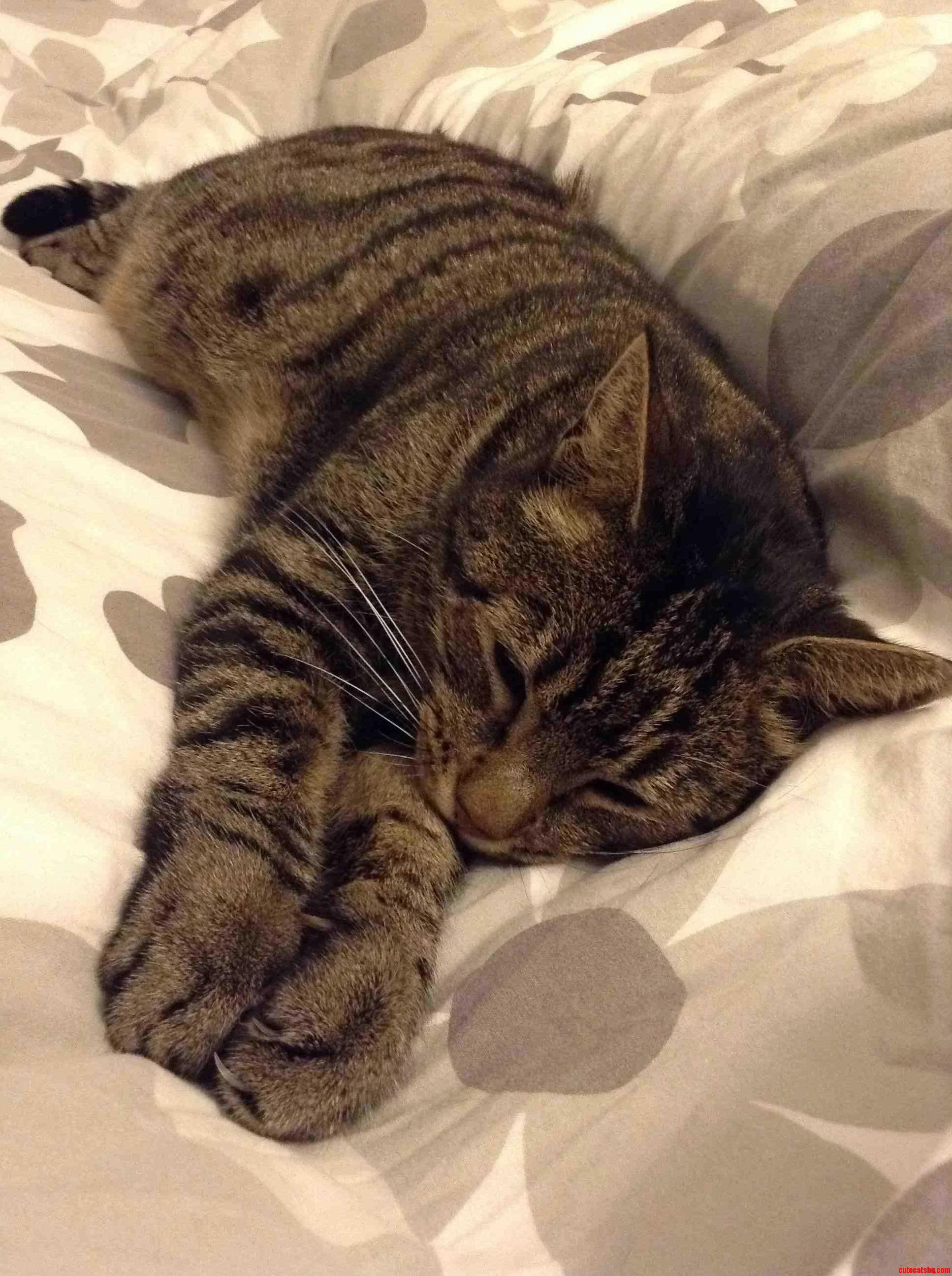 This Is Paco. He Falls Asleep with Us Like This Every Night Purring Full Throttle