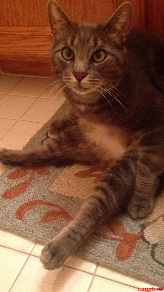 This Manx Is So Goofy
