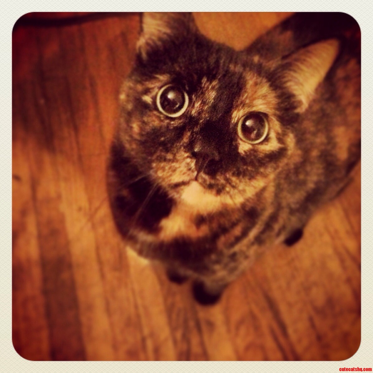 Those Eyes.