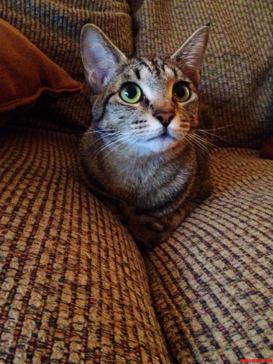 Those Green Eyes