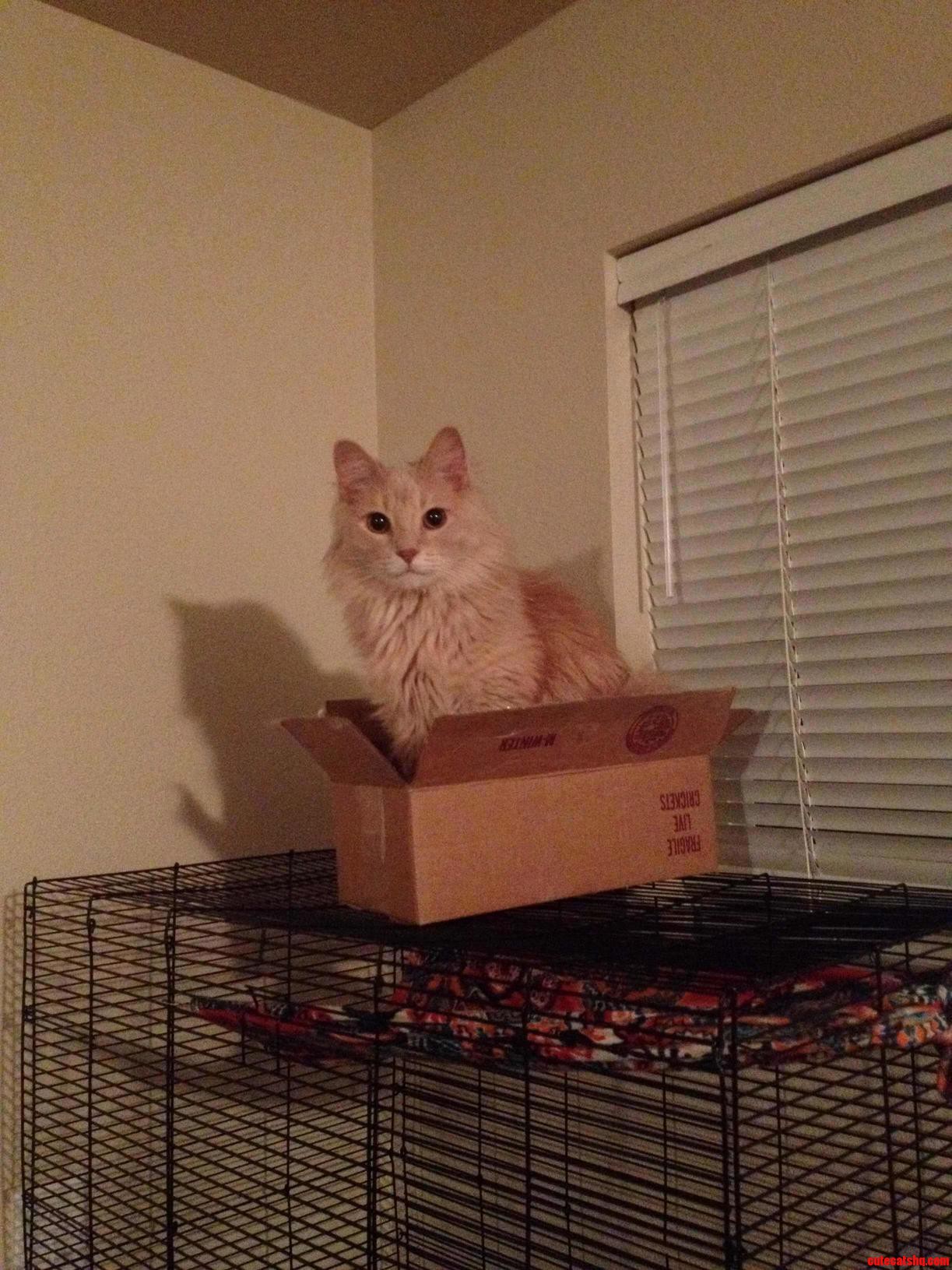Toby on Top of the Rats Cage