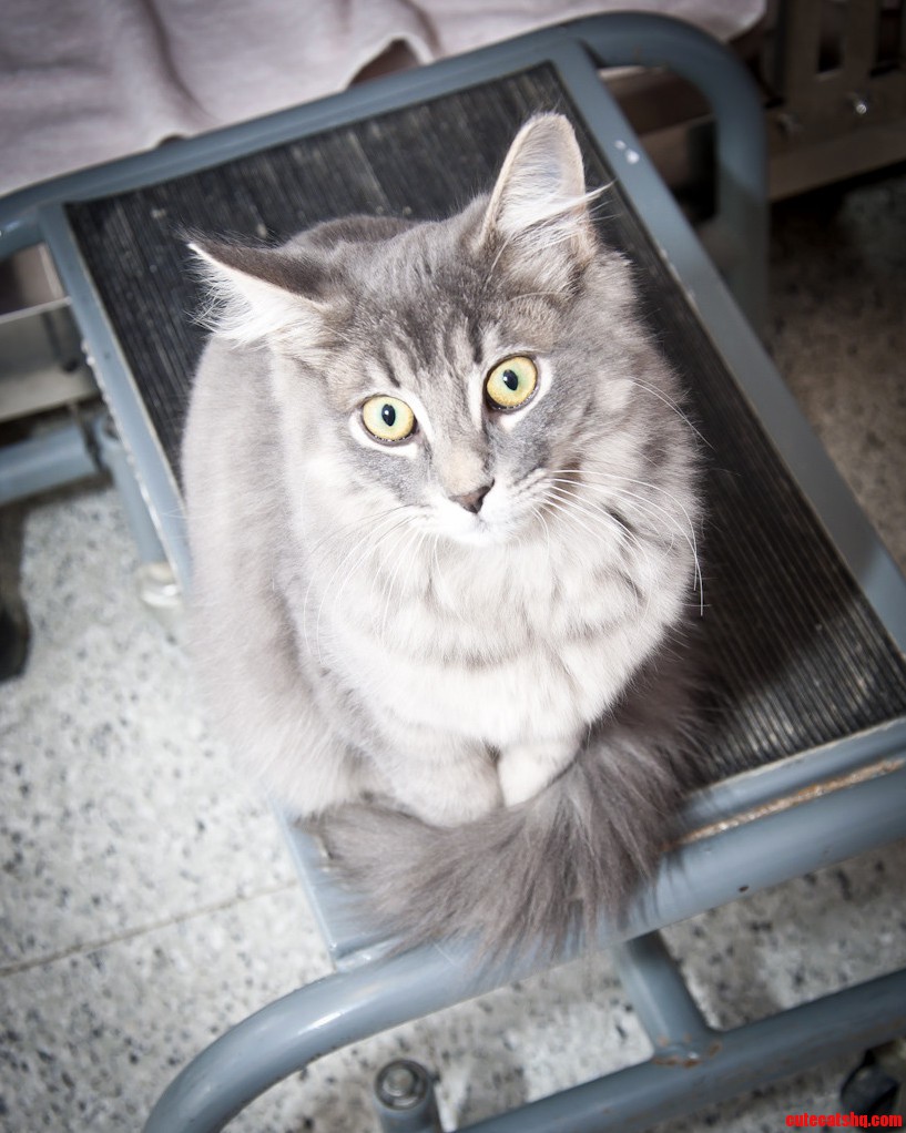 Toronto Cat Rescue Kitten Lennon Standing Proud