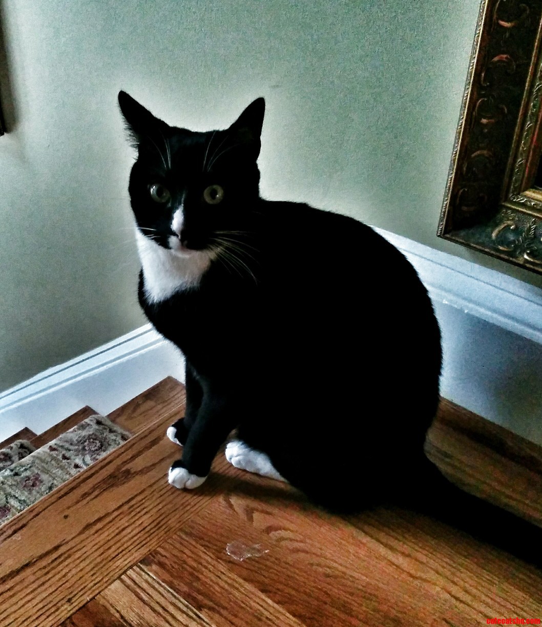 Tux the Tux Cat.