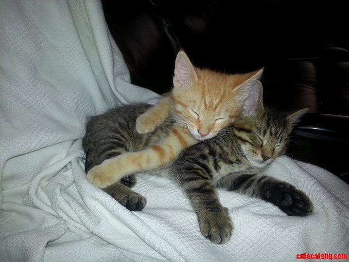 Two Very Tired Kittens