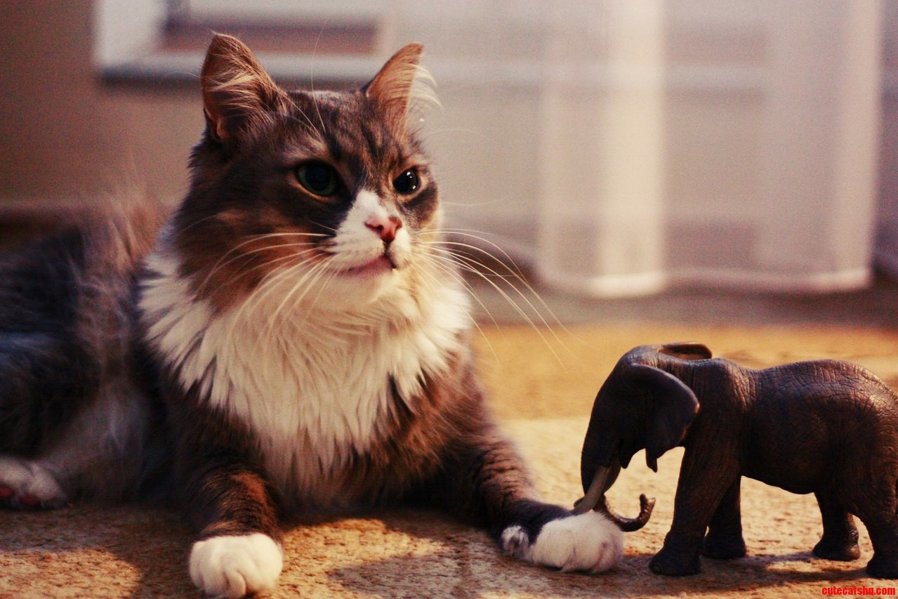 Ukrainian Comrade Cat Plots His Next Move.