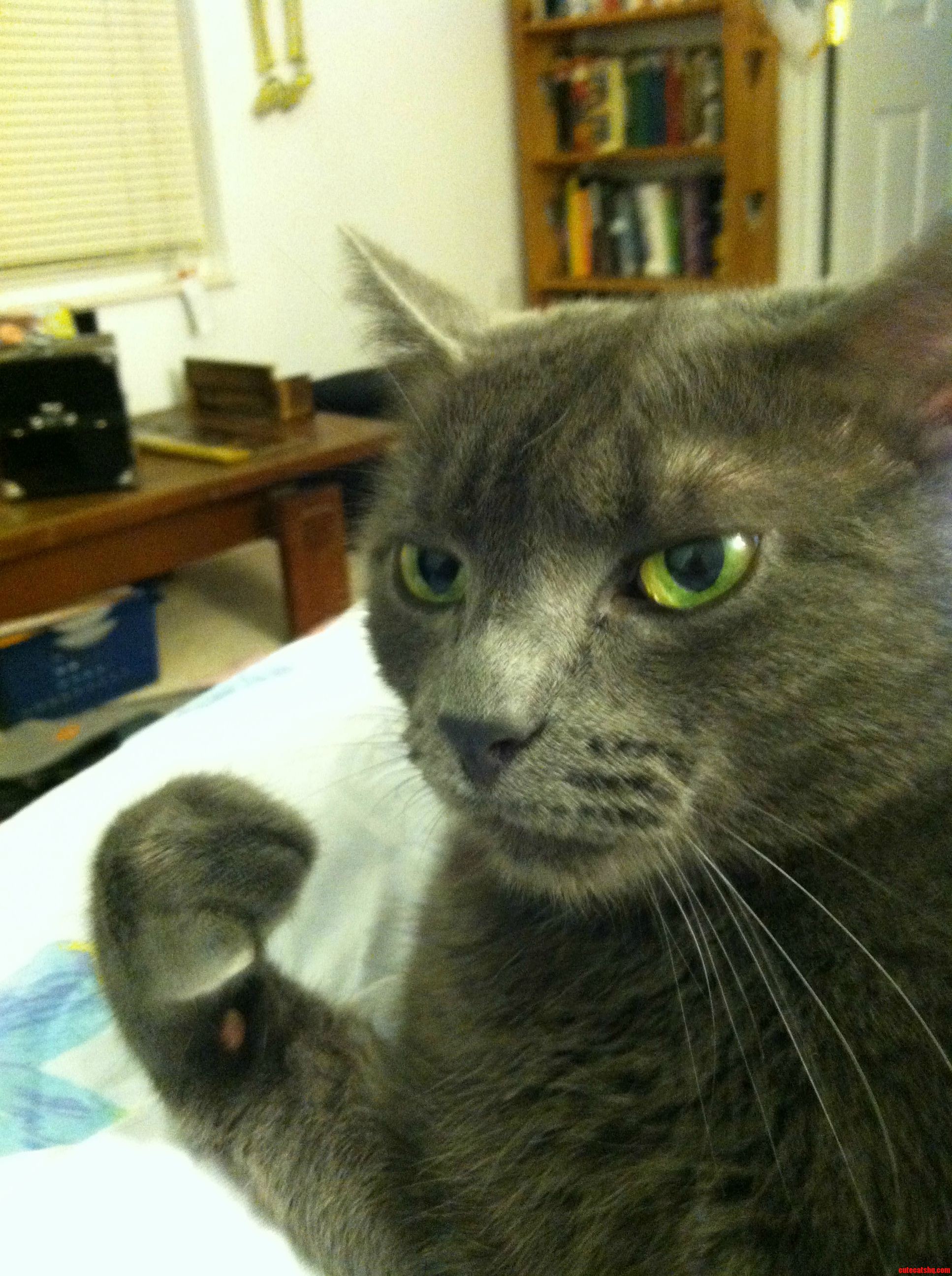 Vengeance Kitty