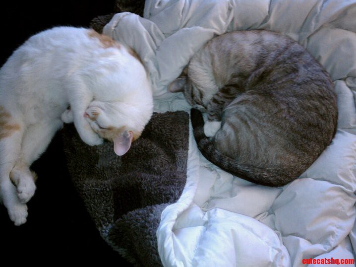 Walnut and Moon and Their Favorite Blanket