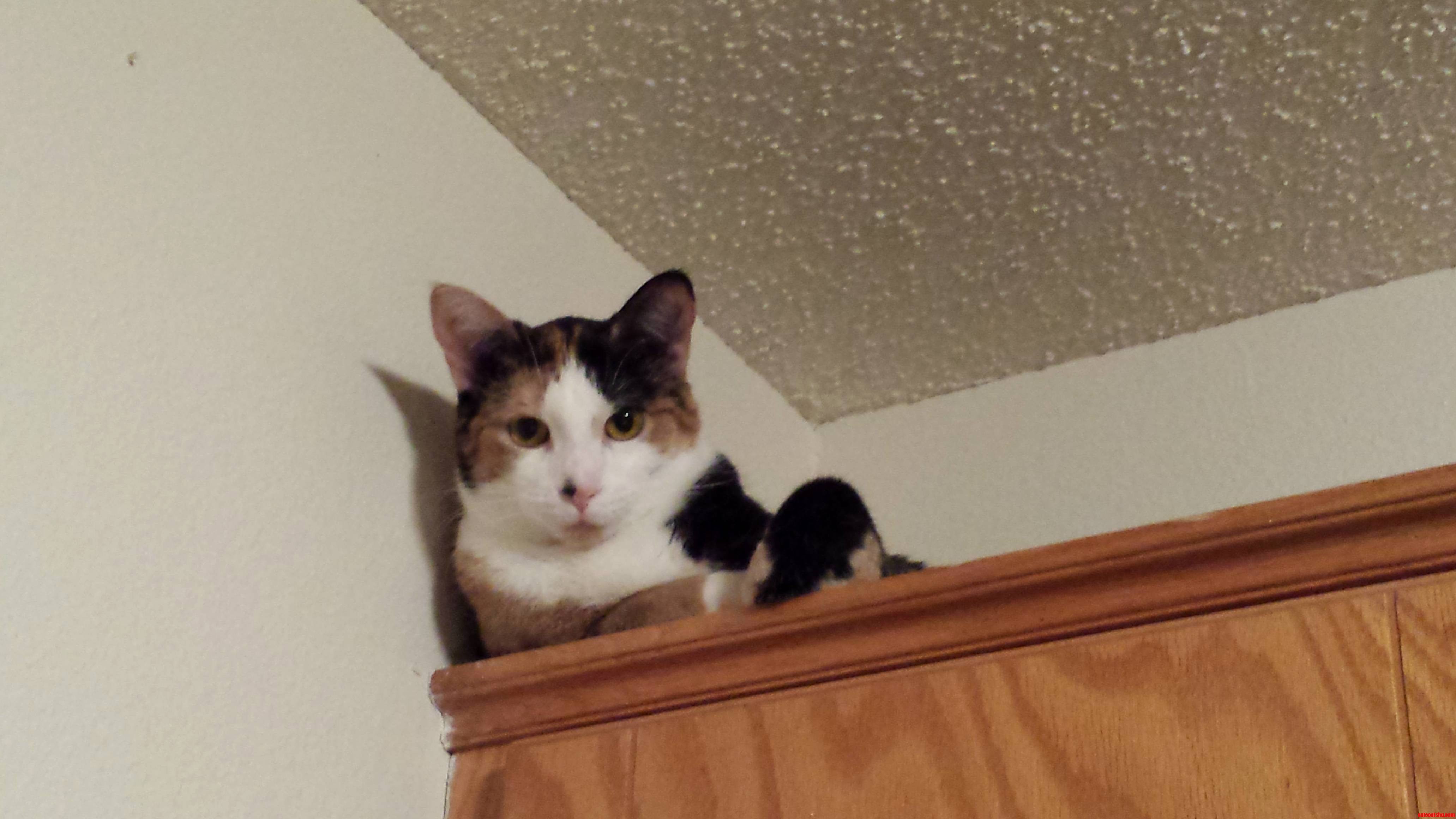 Way Up High