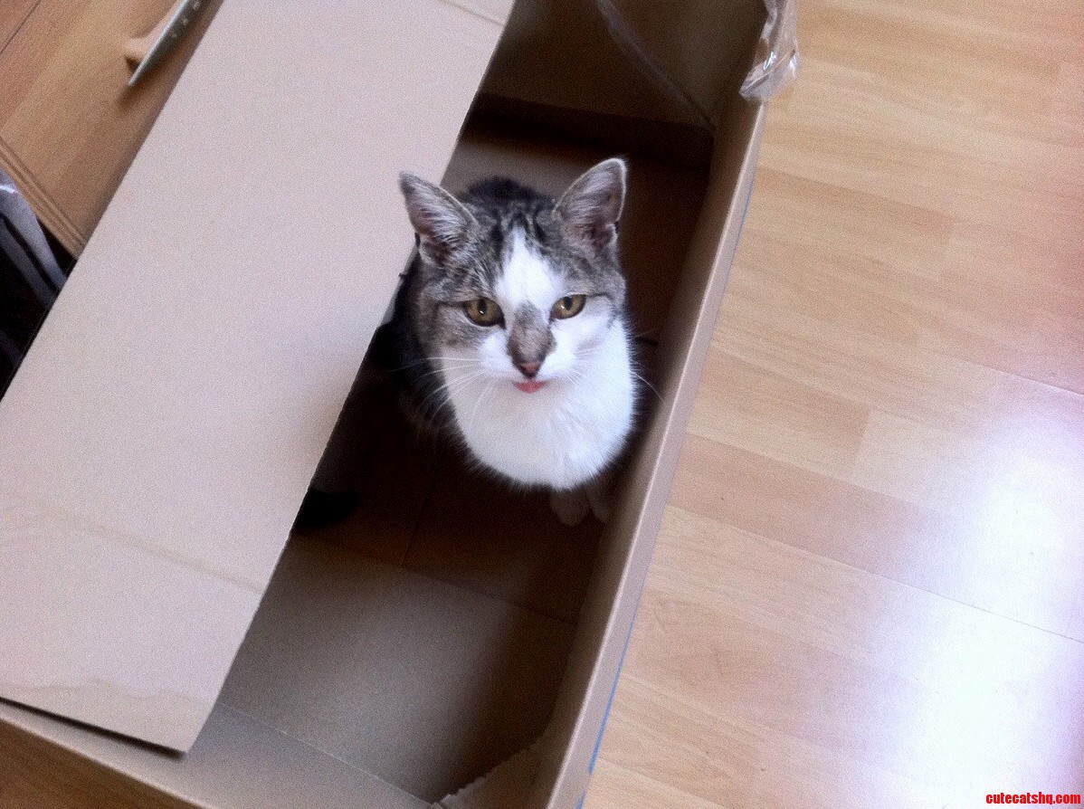 Wazzup Human