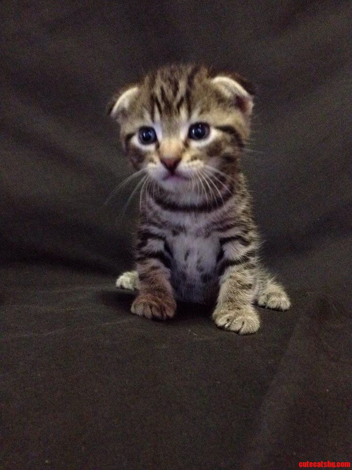 We Adopt This Little Cutie Next Week