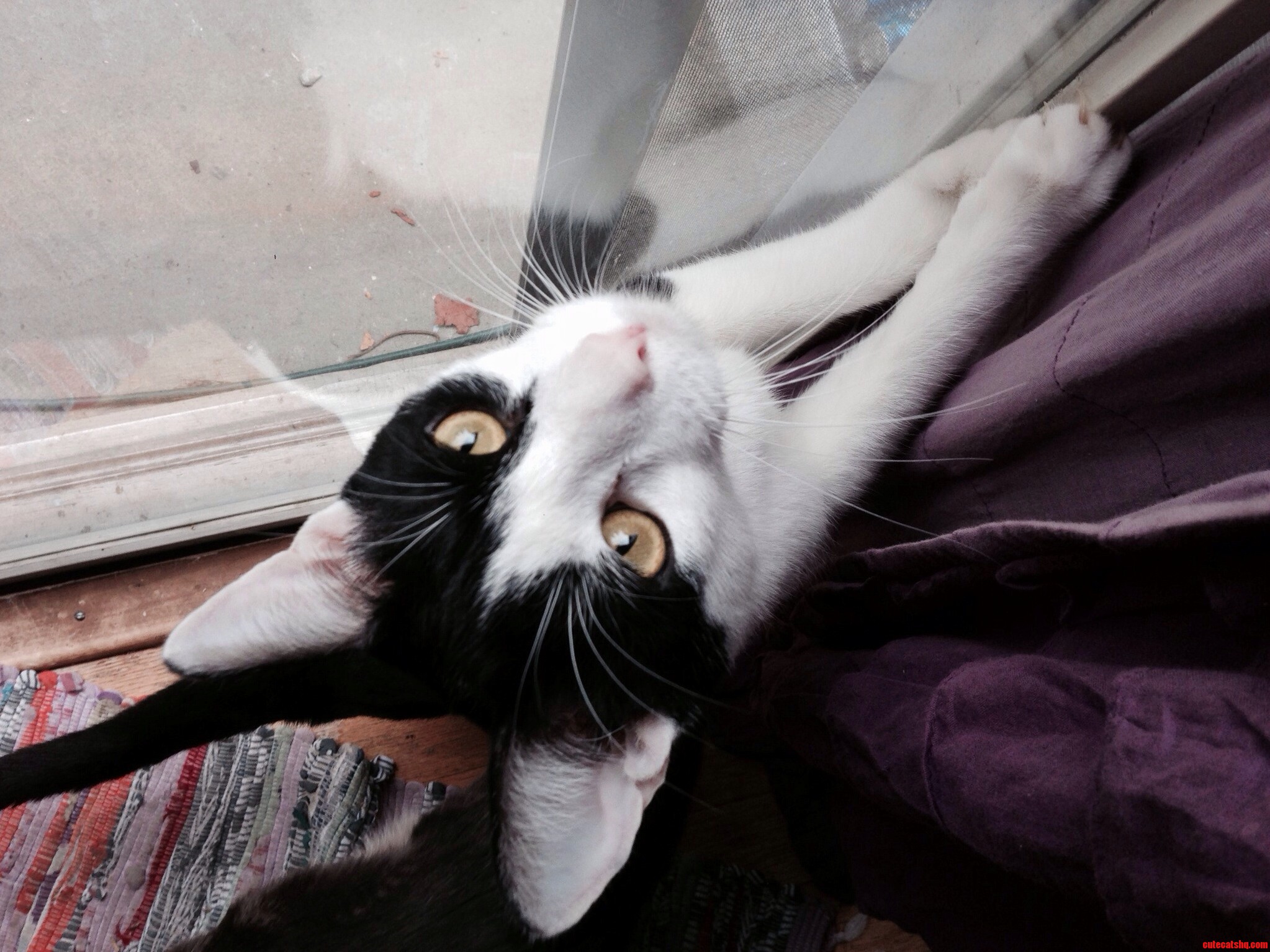 We Call Him Capone...