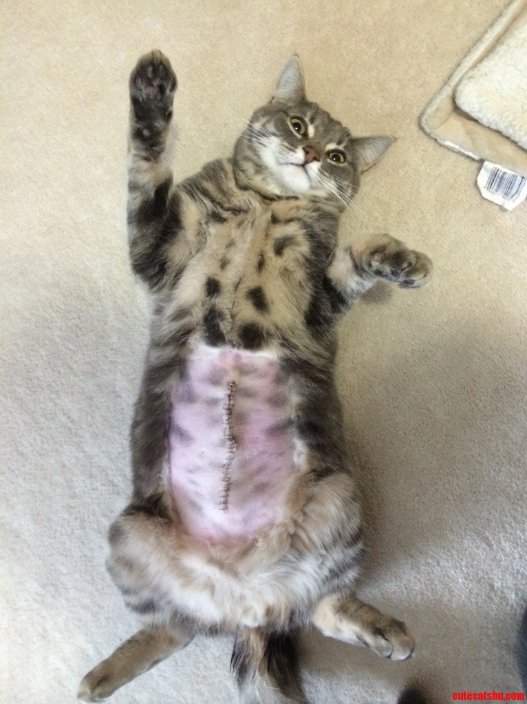 We Found Out Hes Been Eating Rubber Bands...