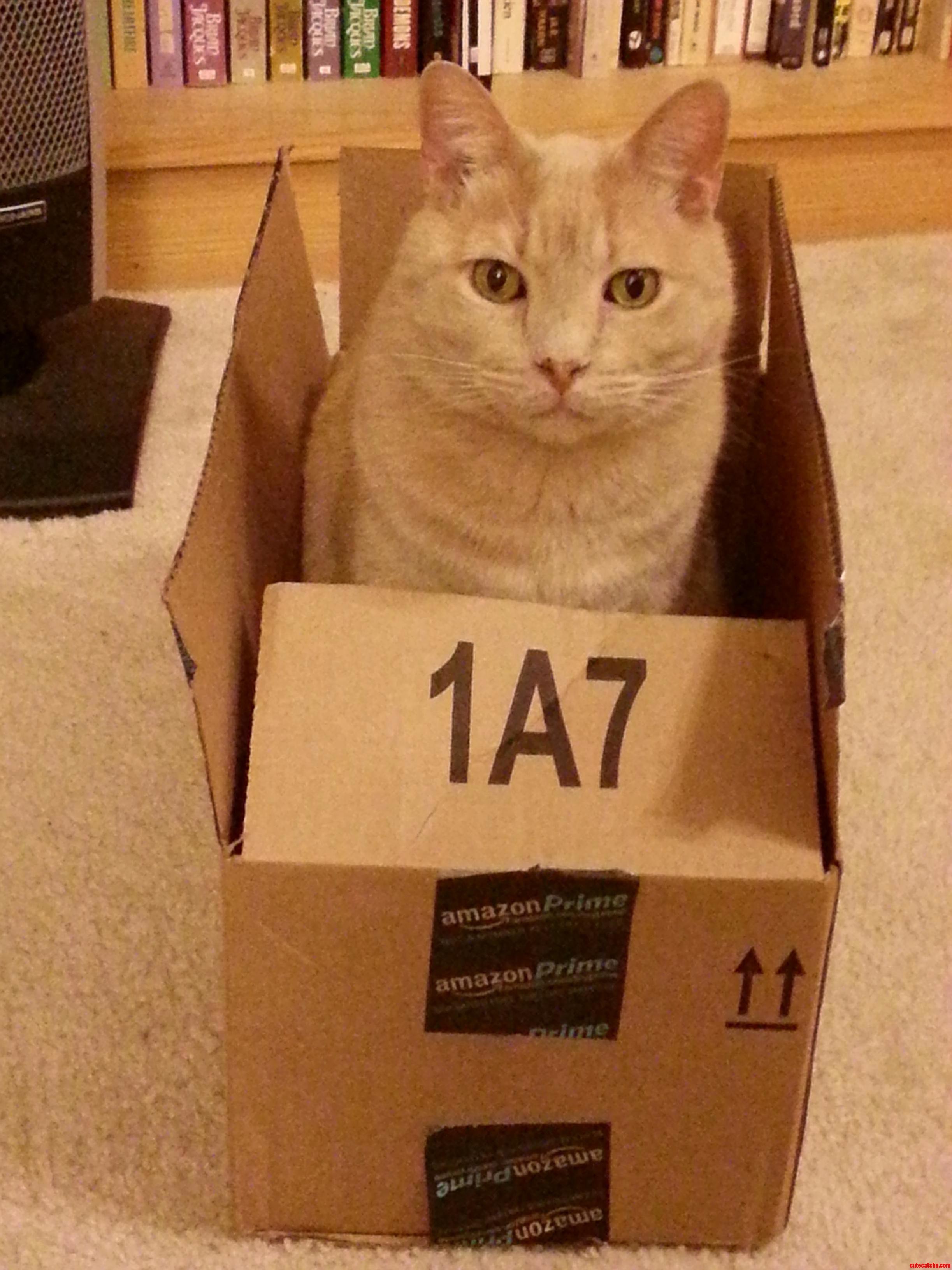 Welcome to Cat-in-the-box. May I Take Your Order