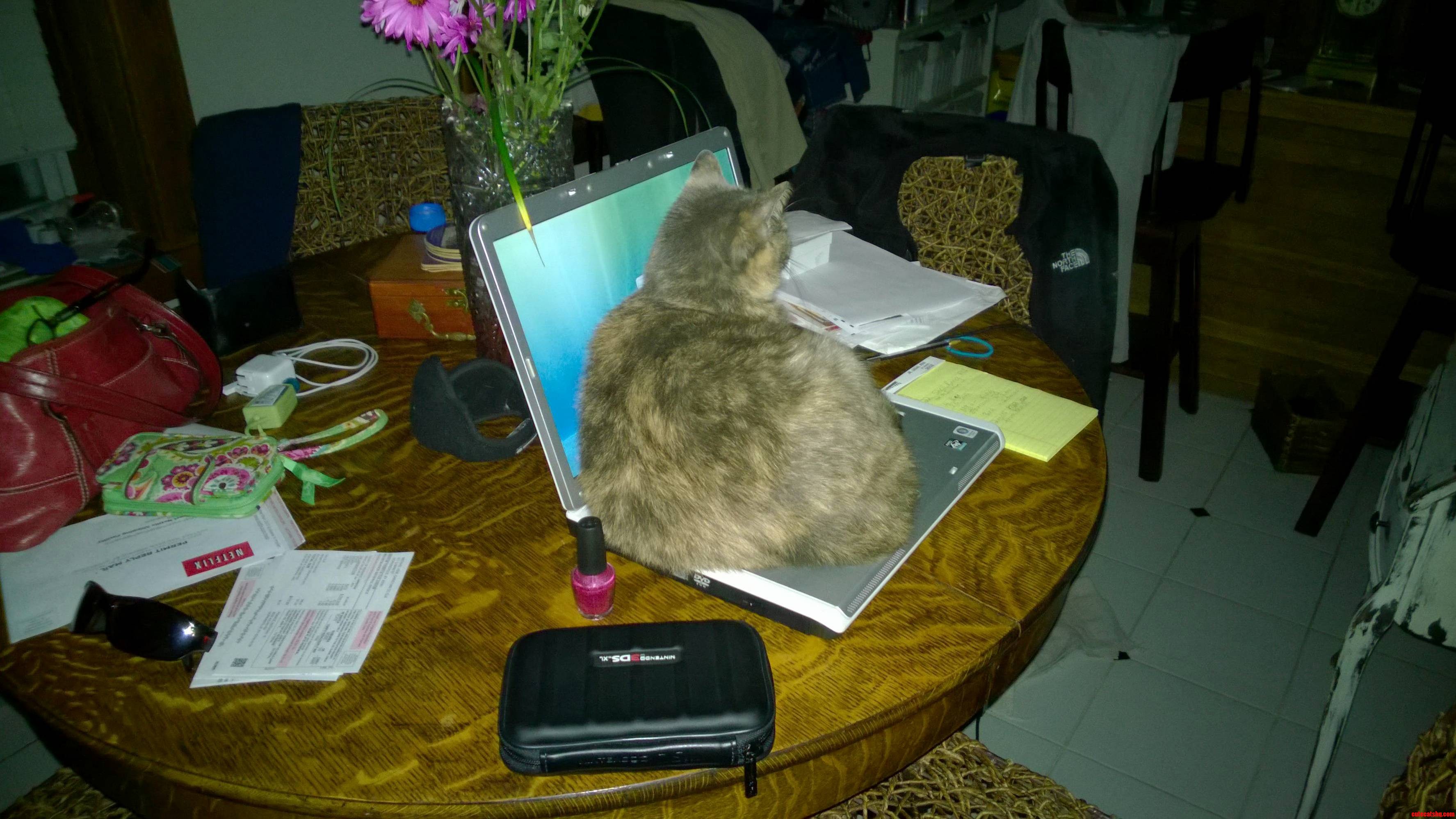 Well I Was Going to Use My Laptop...