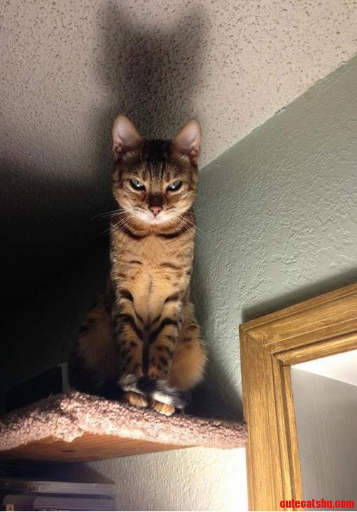What I See Every Night Before Bed