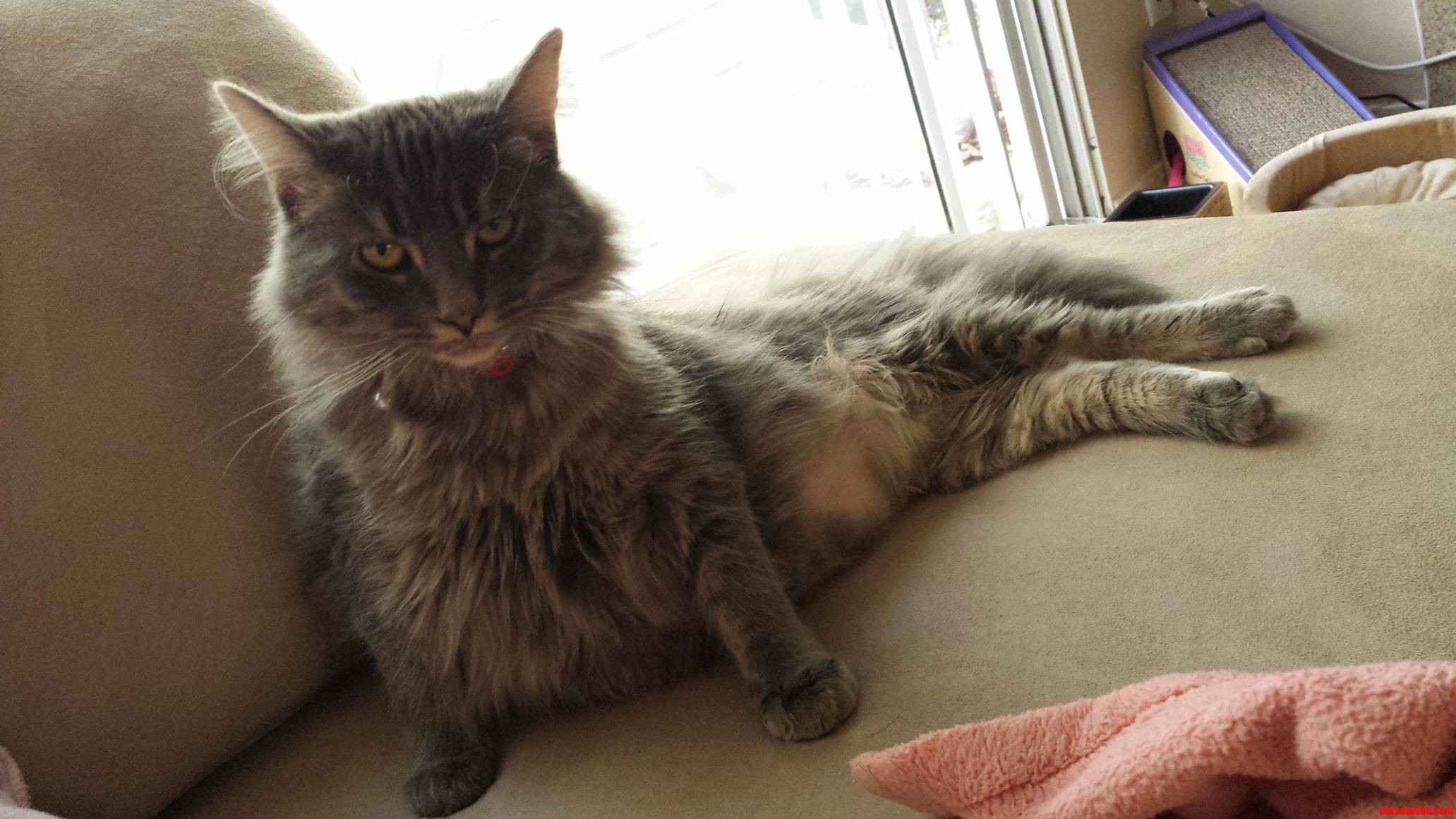 What You Look at Hooman