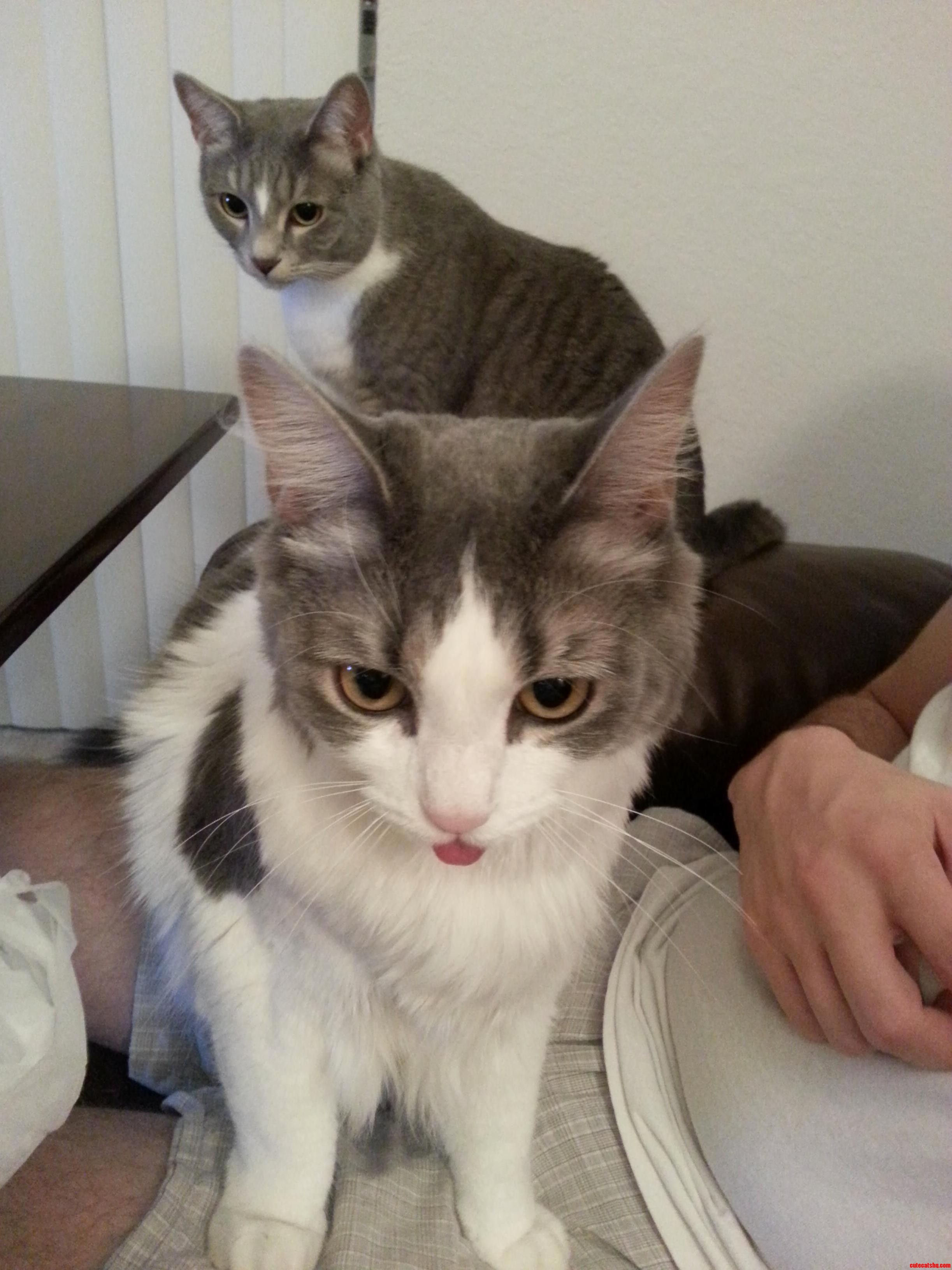 When She Gets Super Excited Her Tongue Sticks Out