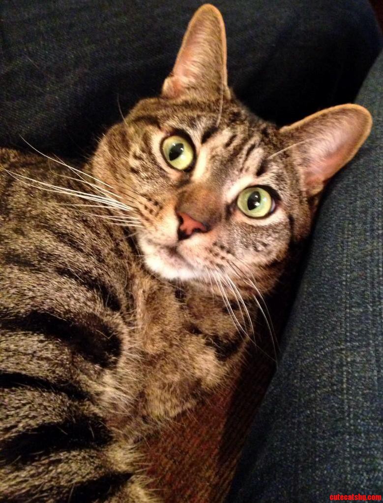 Why Would You Stop Petting Me X-post from Rcatpics