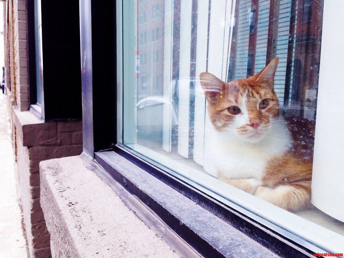 Window Cat