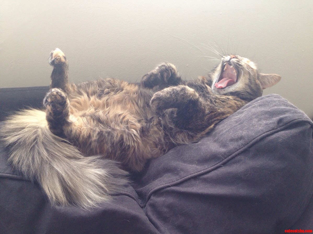 Zephyr Taking a Nap