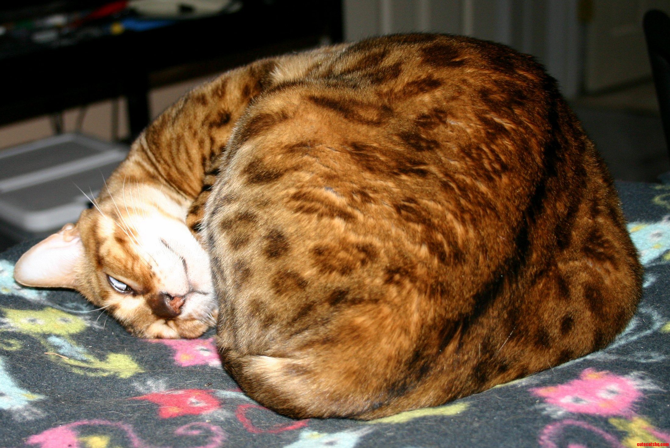 Zombie Cat