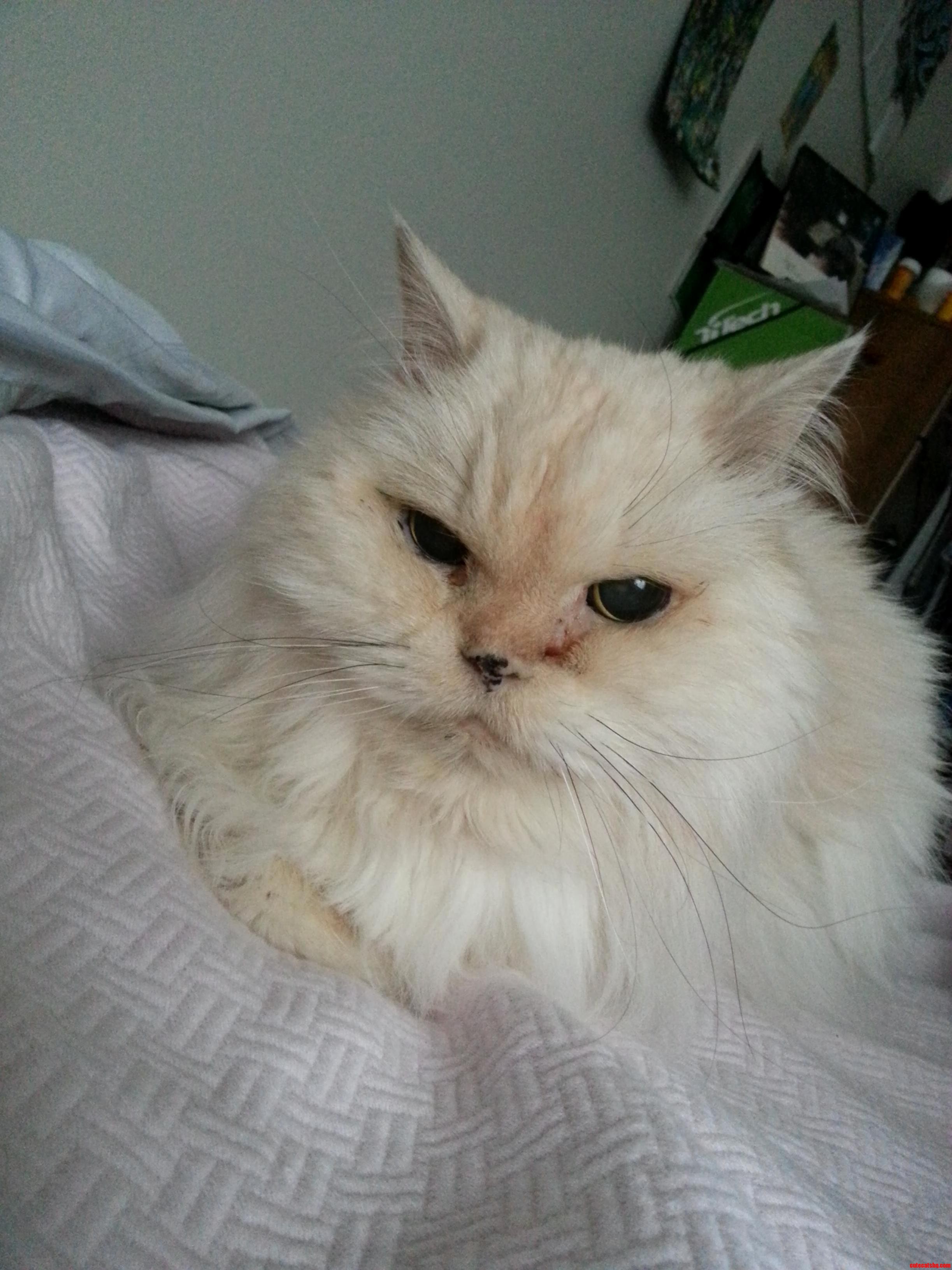 16 Inoperable Tumor Still Purrin. Casper.