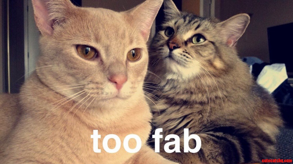 2 Fab Cats