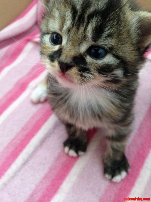 3 Weeks Old Today. Getting Cuter by the Second.....
