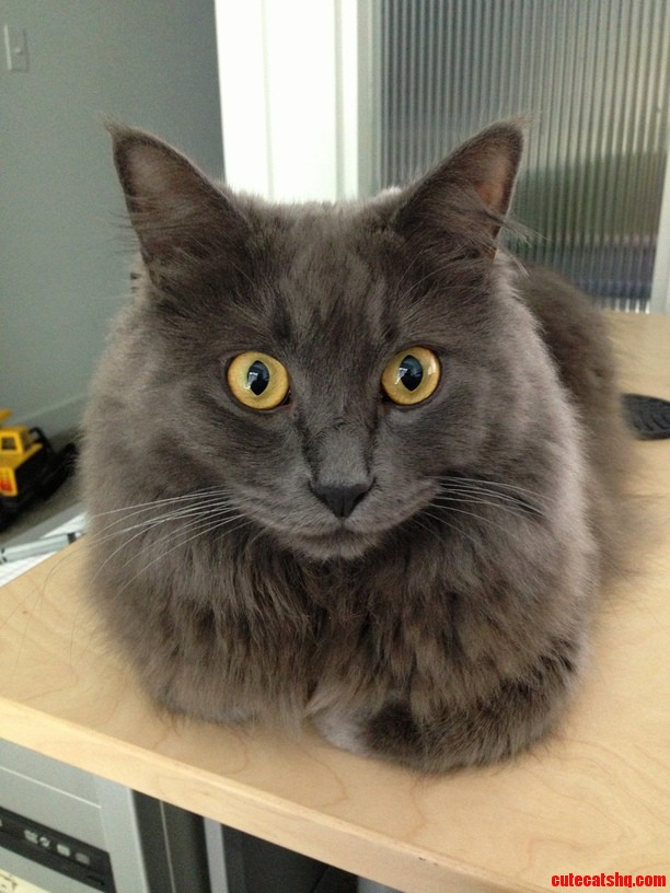 A 6 Year Old Lazy and Super Sweet Female