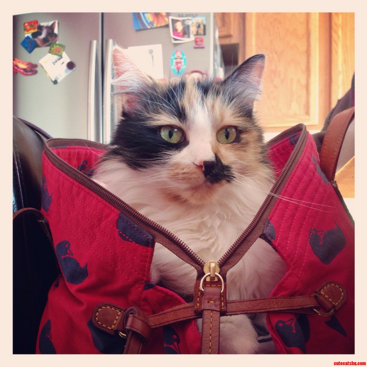 A Bag Full of Pickles