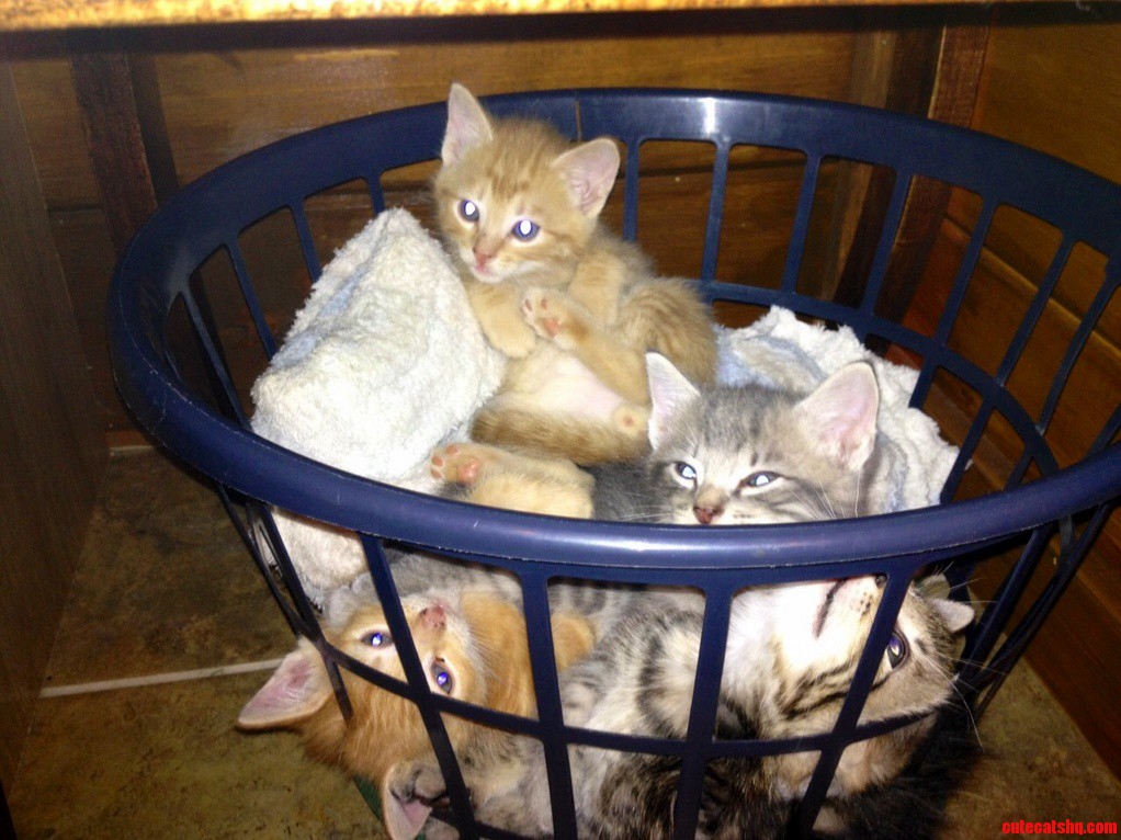 A Basket O Kittens