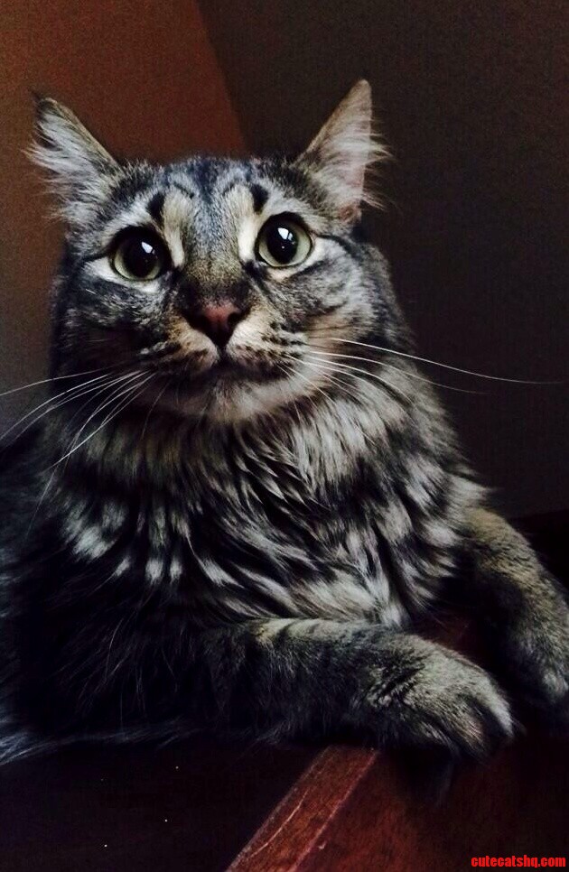 A Friends Cat Named Peanut