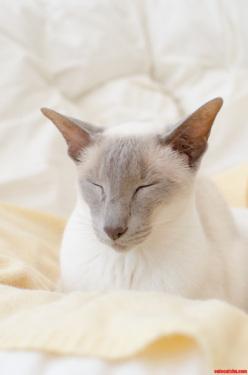 A Friends Sleeping Siamese.