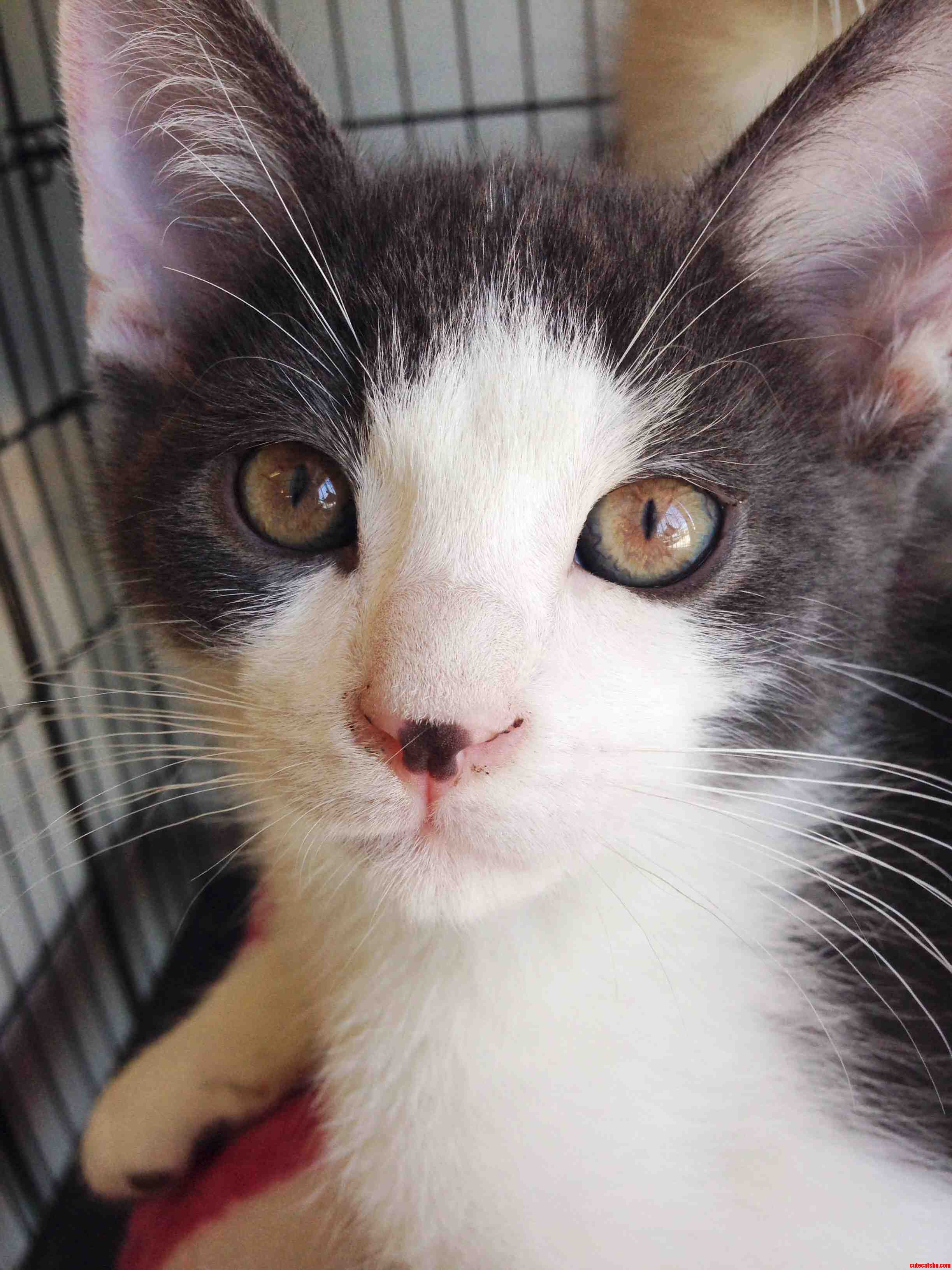 A Kittens Baby Blues Turn Copper-colored