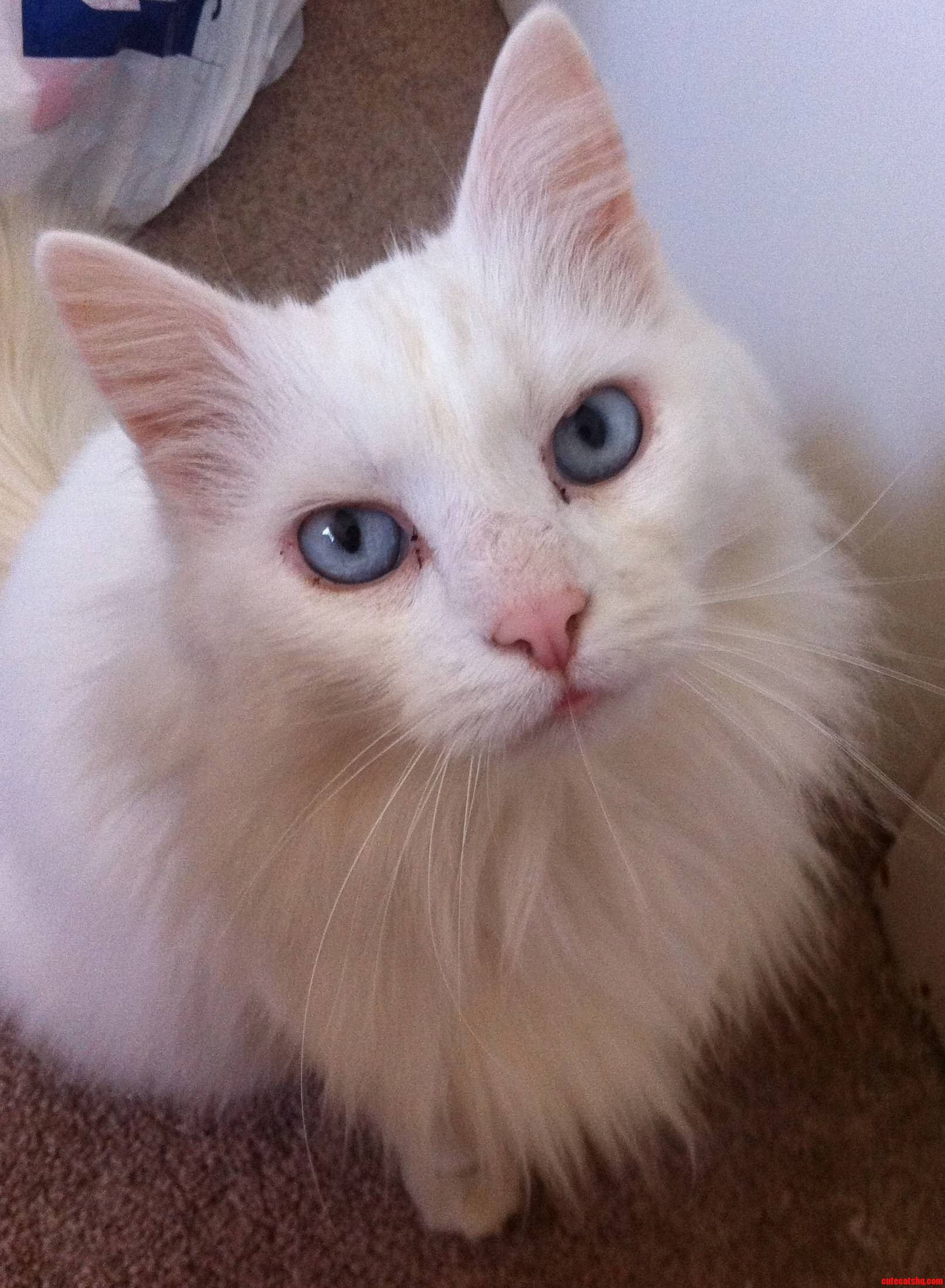 A Long Time Ago I Adopted This Beauty from a Family with 14 Other Cats 3