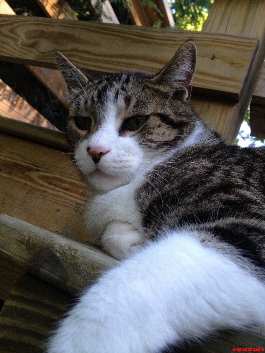 A Picture of My Cat I Think He Is Model Material