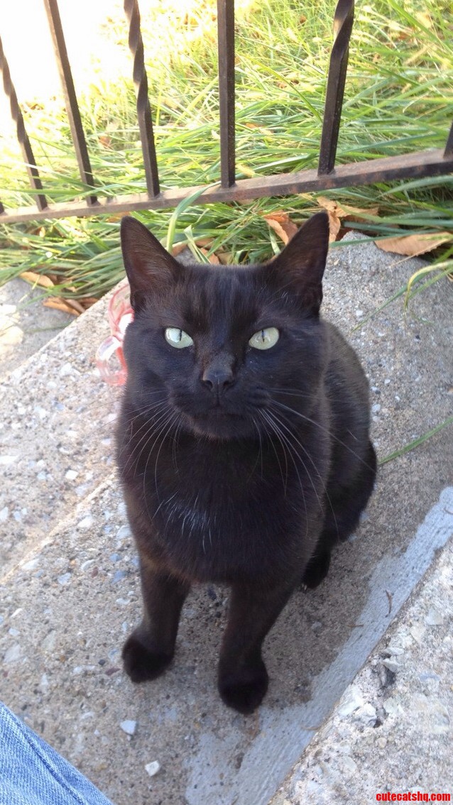 A Picture of My Favorite Little Man Frank. Once a Stray Now a Spoiled Brat