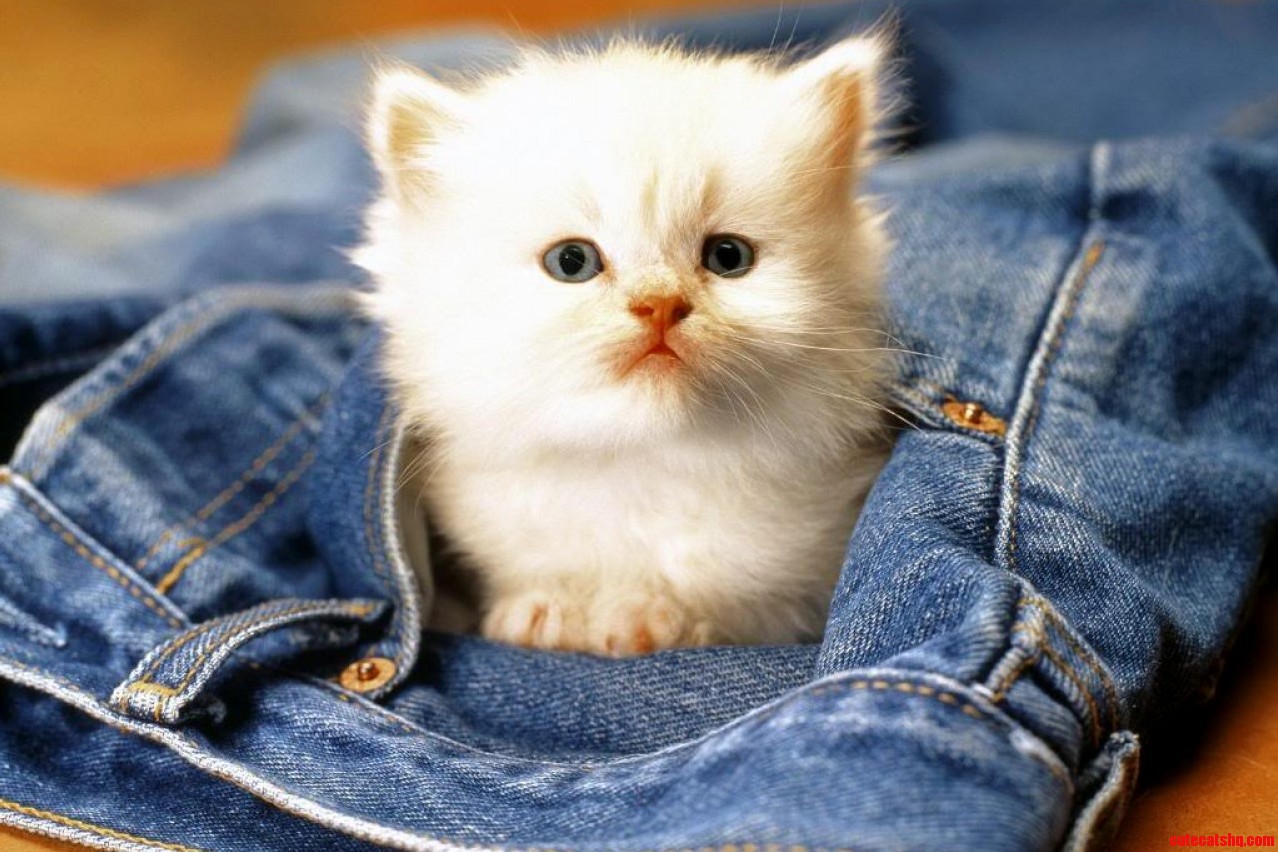 A Very Beautiful Google Image. She Is So Cute.