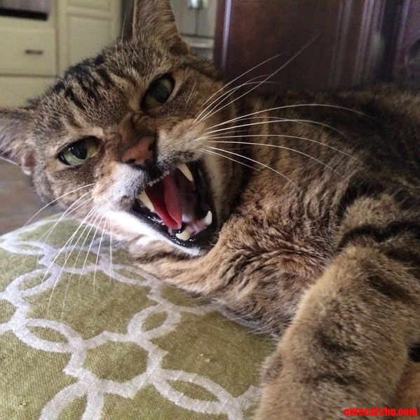 Accidentally Interrupted His Nap Time.