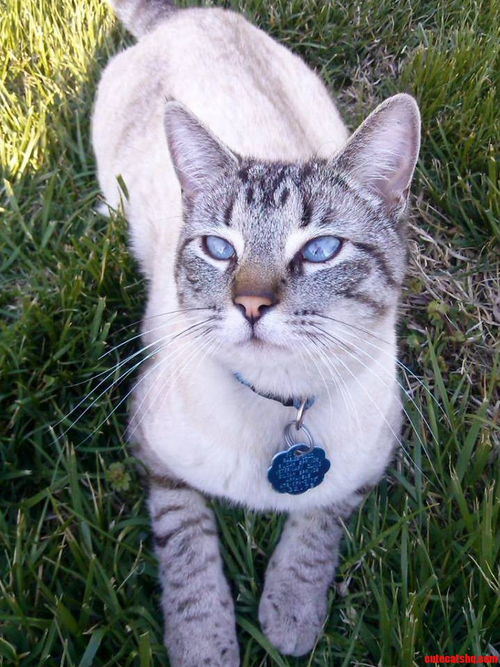 Actually Got Him to Sit Still for a Picture Meet Dusty
