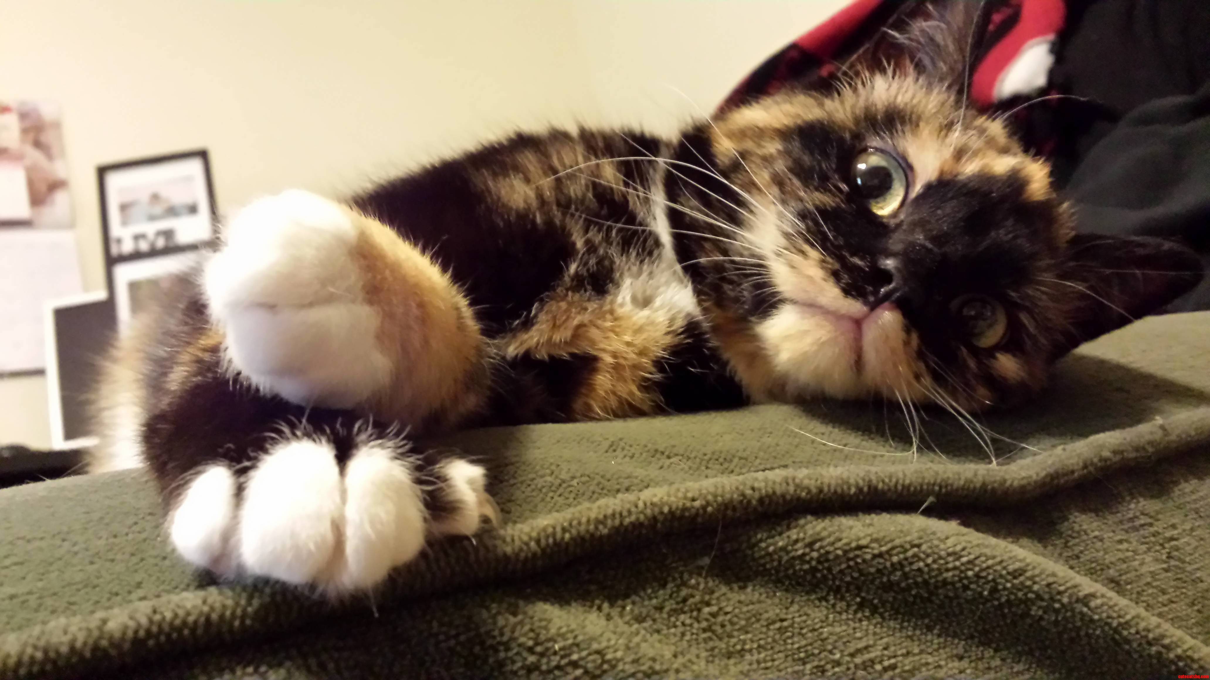 Adopting a Cat Was Easily the Best Decision I Have Made in a While