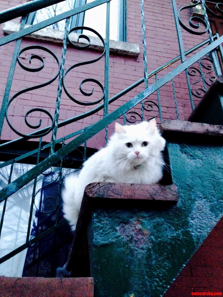 Adorable Neighbor