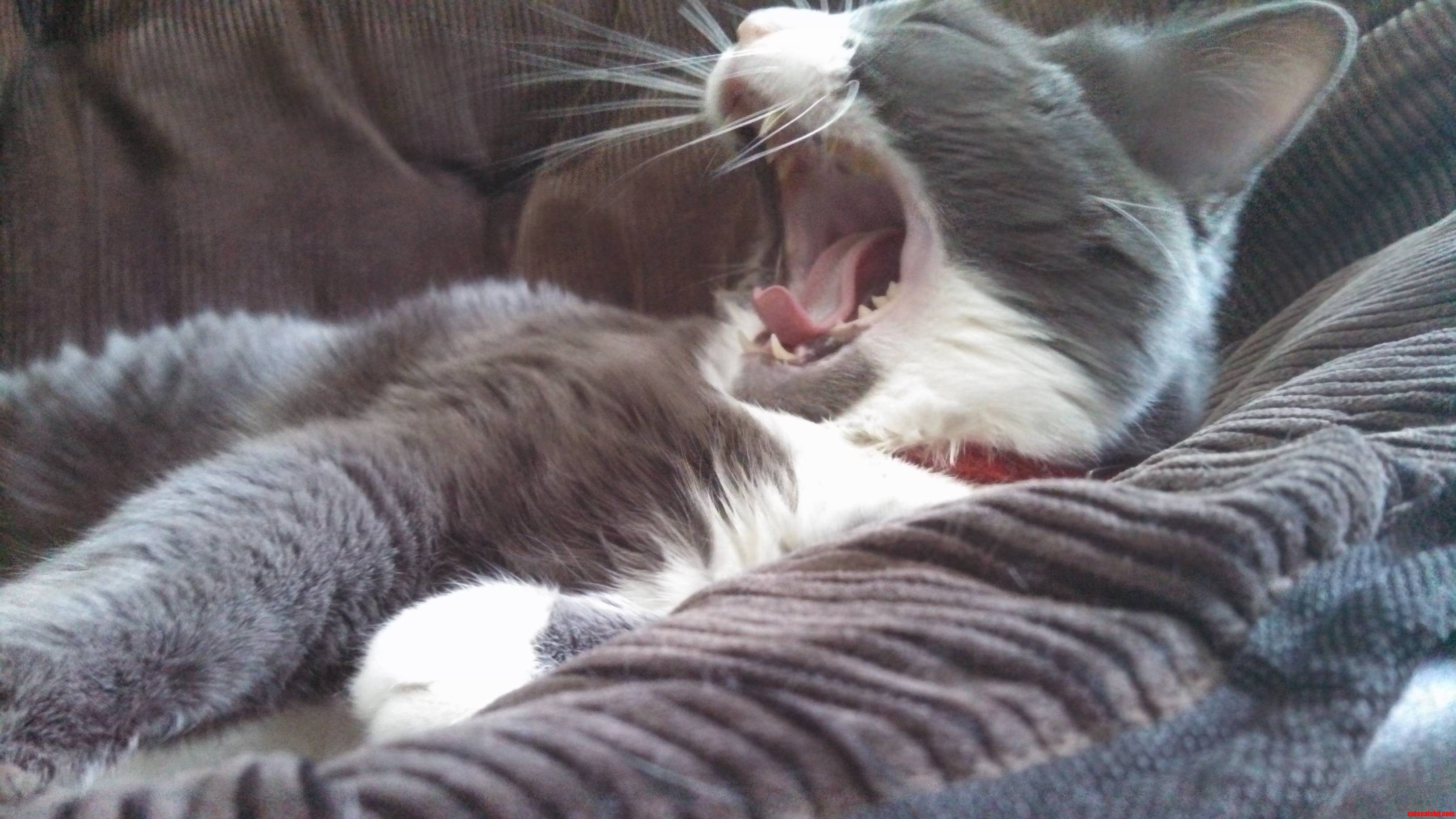 After 8 Years I Finally Got  Nightmare Yawning