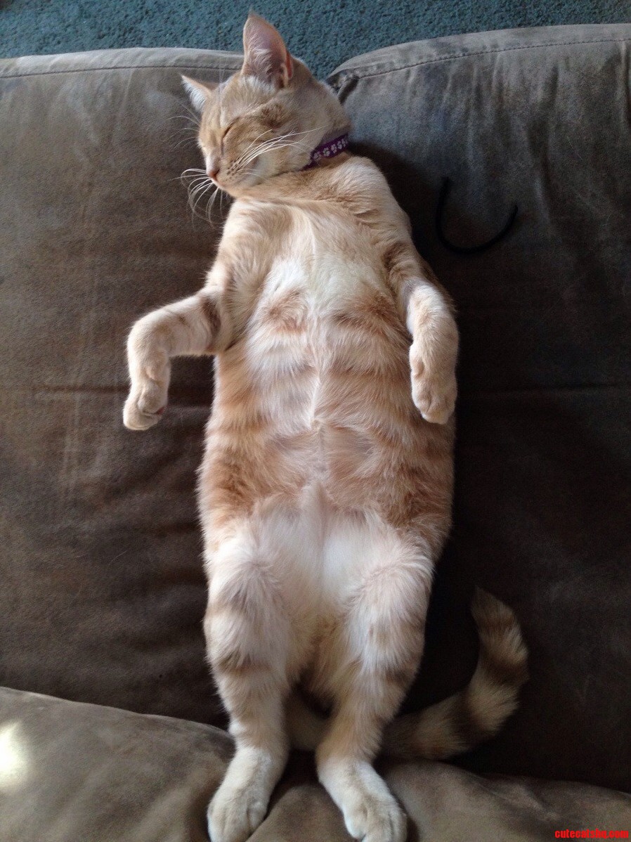 After Murdering a Hair Tie It Was Time for a Nap