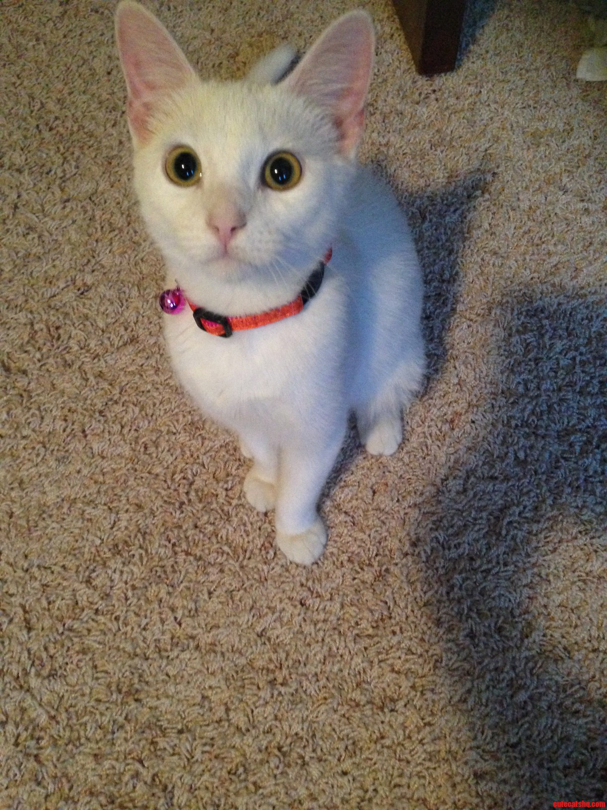 After Weeks of Trying Cynna Finally Sat Still Long Enough for a Picture.